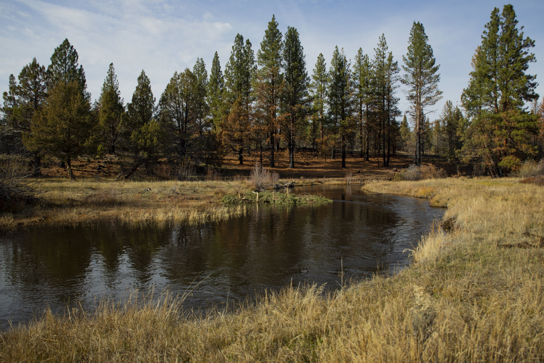 Harmony Preserve Restoration Project